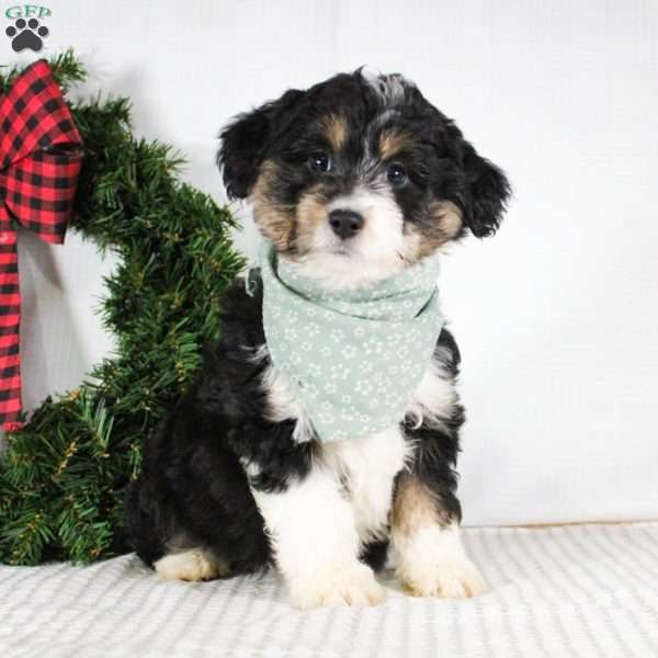 Muffin, Mini Aussiedoodle Puppy